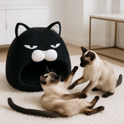 chat niche mysticmiaou avec deux chats siamois