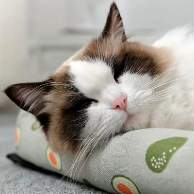 coussin chat relax fraicheur avec rebord
