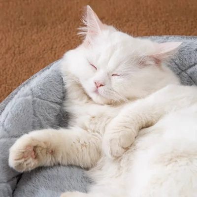 maison chat cabriolet chat dormant sur rebord