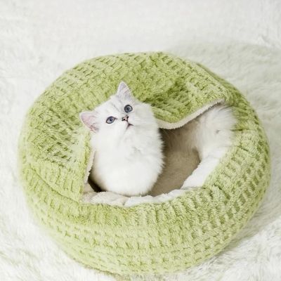 maison chat refuge vert avec chat seul