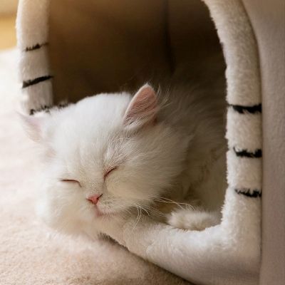 maison pour chat doubletoit grise et son entree