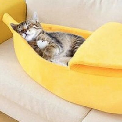 niche pour chaton bananas avec chat tigre