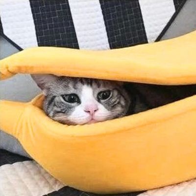 niche pour chaton bananas avec dessus rabattu