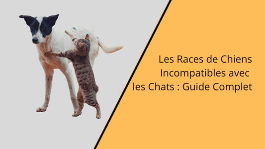 blog chiens chats incompatibles