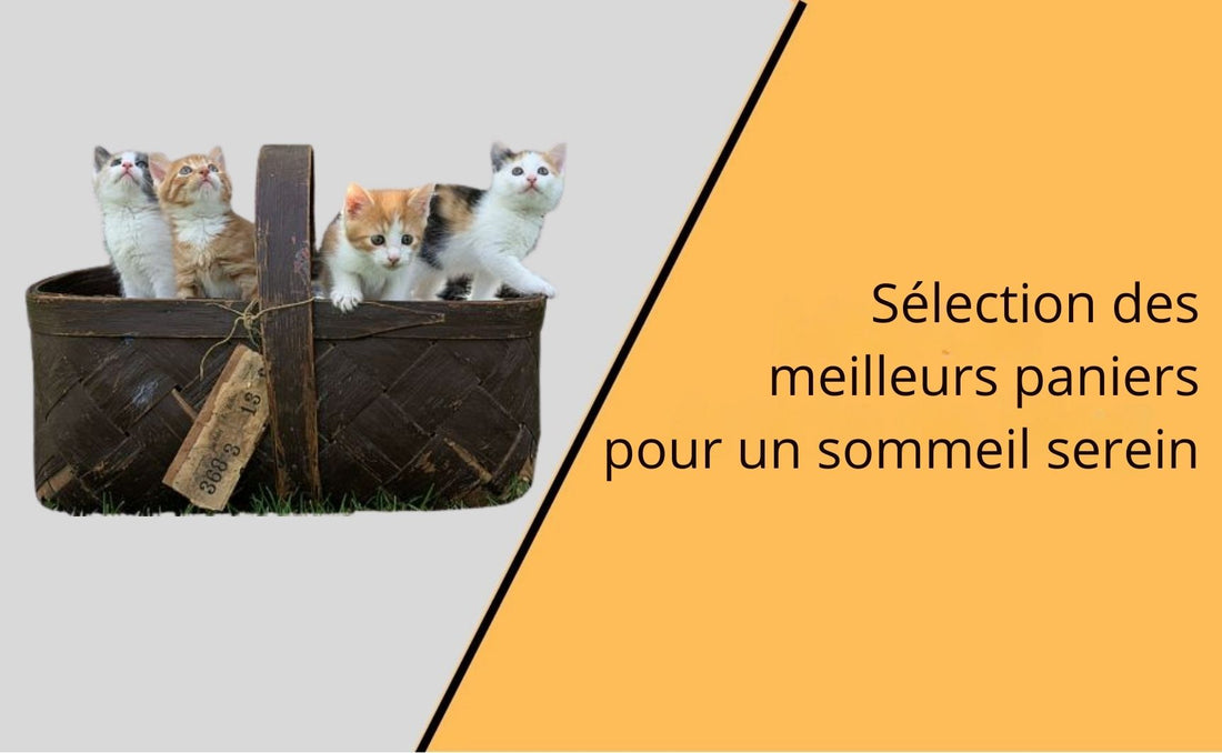 blog selection meilleurs paniers