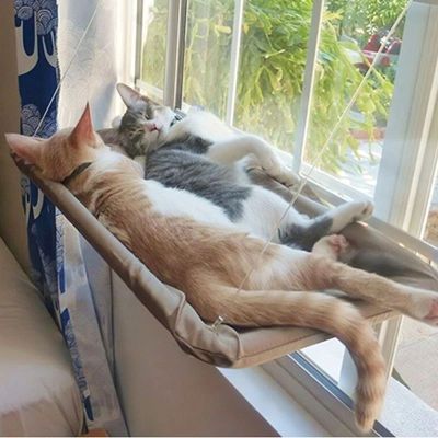 hamac chat fenetre solarium deux chats