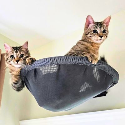 Hamac pour chat | BASKET