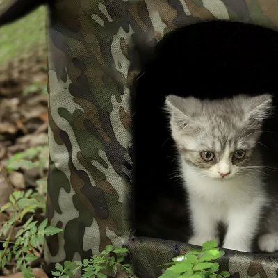 niche exterieur pour chat garden avec chaton