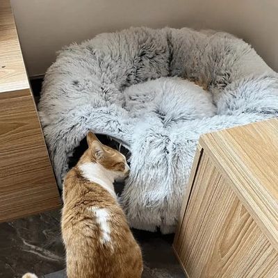 niche pour chat pneuchic gris dans un coin